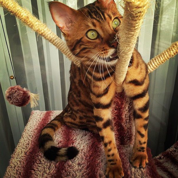 This Bengal Cat Named Thor Has Perfect Fur