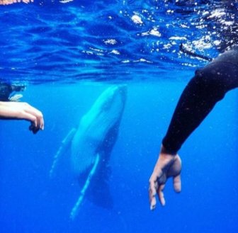 Humpback Whale Photobombs Swimmers In Tonga