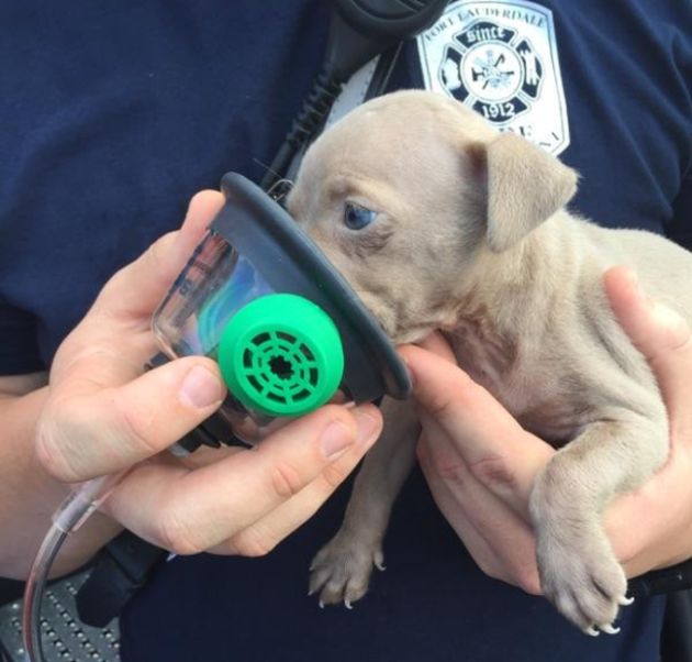 Firefighters Resuscitate Adorable Puppy Found In House Fire