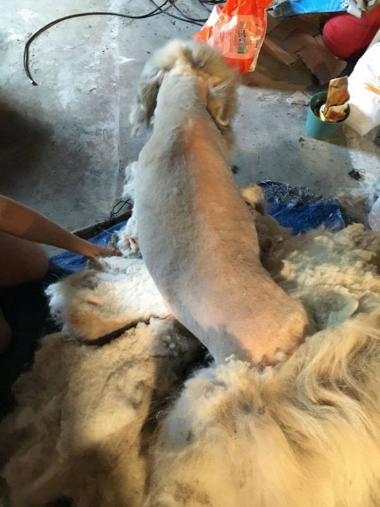 Dog Found Trapped in Barn Gets The Haircut It Deserves