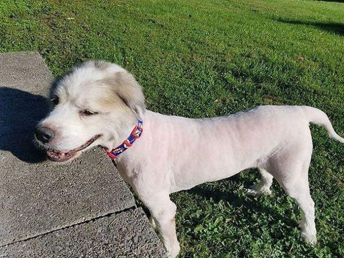 Dog Found Trapped in Barn Gets The Haircut It Deserves