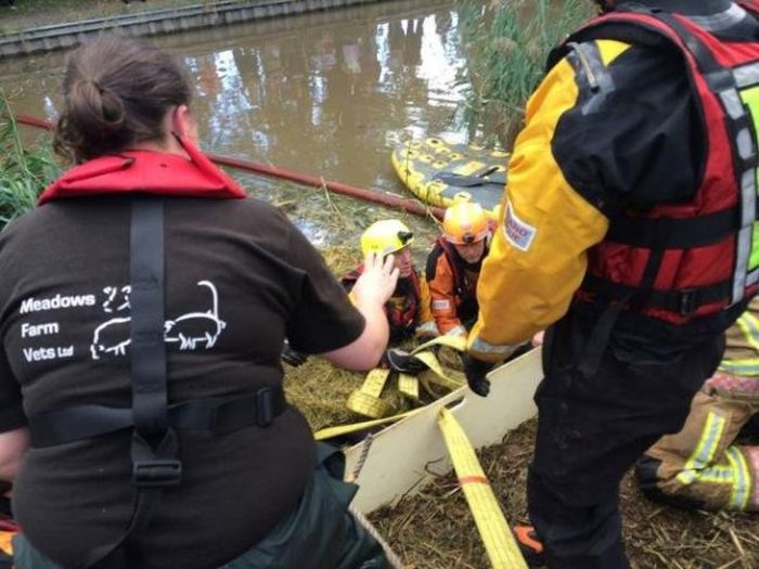 Cow Gets Rescued After An Adventure In The River