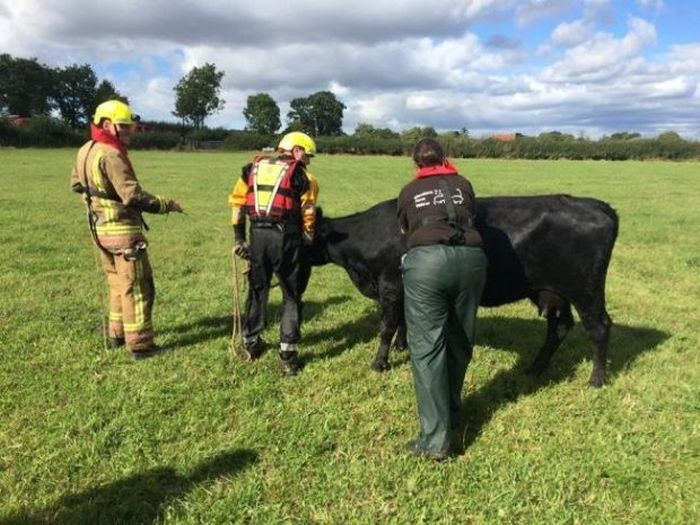 Cow Gets Rescued After An Adventure In The River