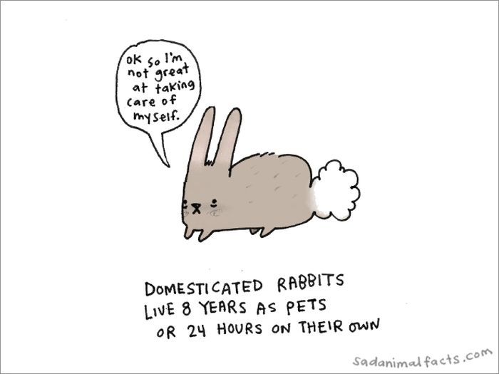 Prepare To be Surprised By These Amusing Animal Facts