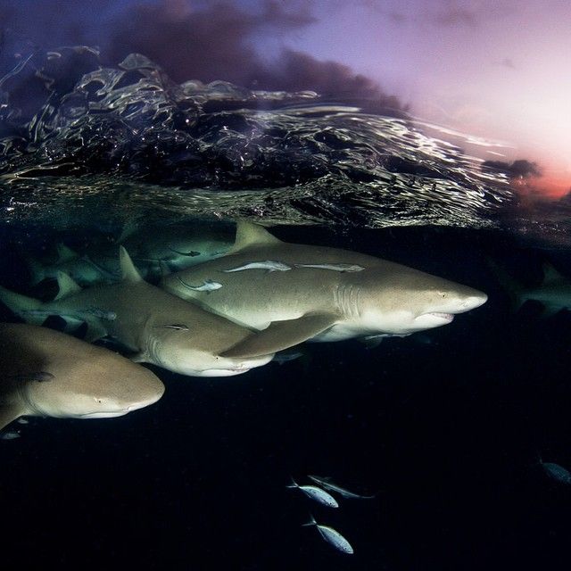 This Is Why You Need To Start Following National Geographic On Instagram