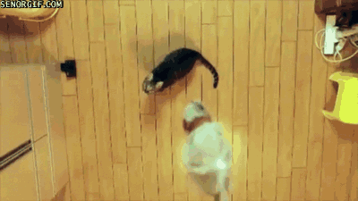 Daily GIFs Mix, part 807