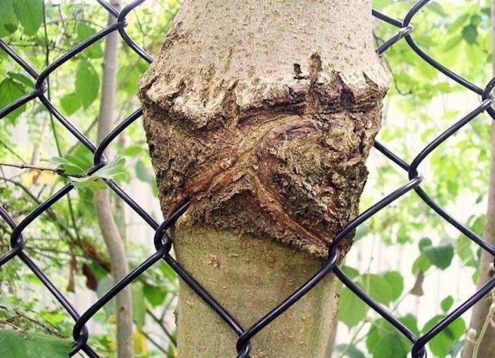 Stubborn Trees That Have Grown Through Objects