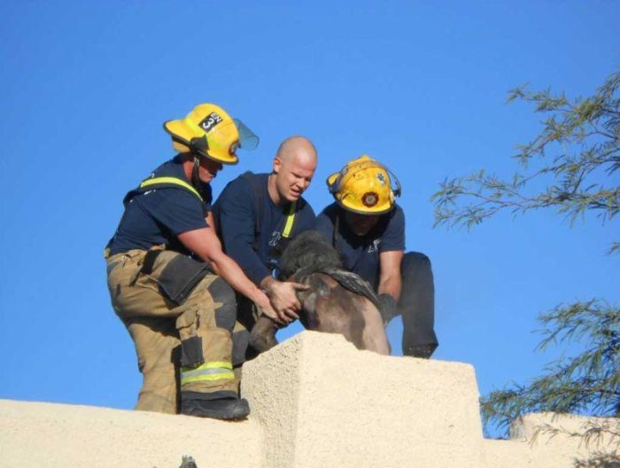 Guy Gets Pulled Out Of Chimney After Forgetting His Keys