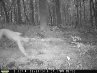 Animal Surveillance Camera Captures Something Very Bizarre