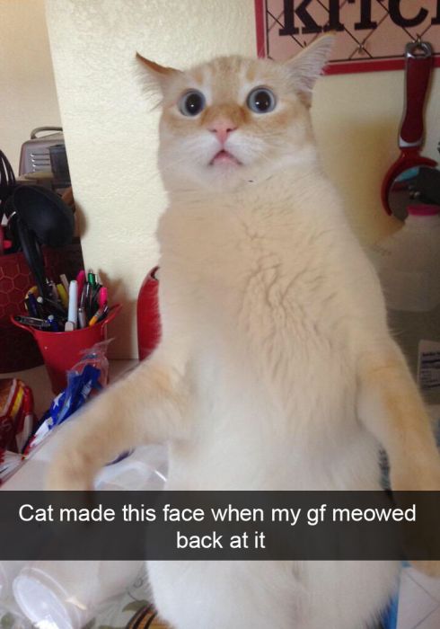 Hilarious Cat Snapchats That You Need In Your Life Right Meow