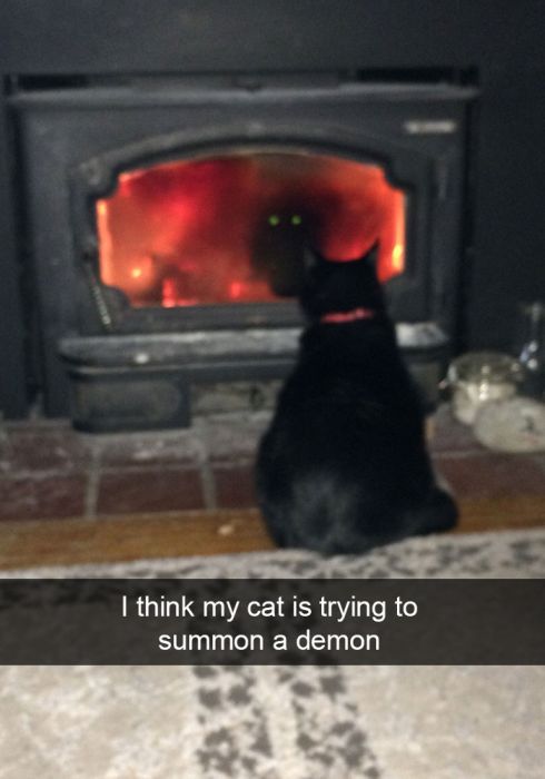 Hilarious Cat Snapchats That You Need In Your Life Right Meow
