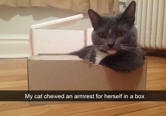 Hilarious Cat Snapchats That You Need In Your Life Right Meow