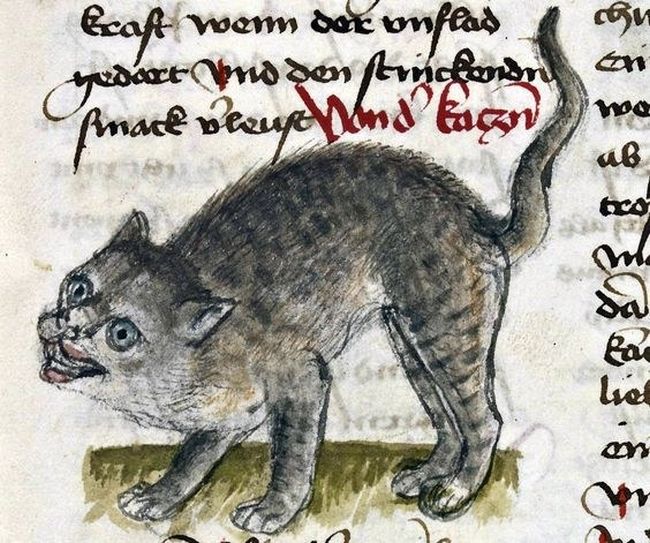 Medieval Cat Paintings That Will Crack You Up Art