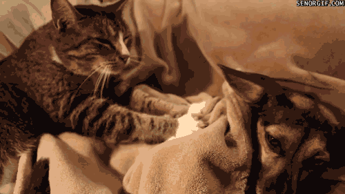 Daily GIFs Mix, part 827