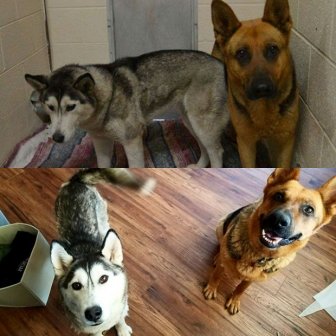 Before And After Animal Photos Show The Difference A Loving Family Makes