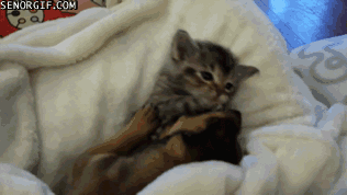 Daily GIFs Mix, part 830