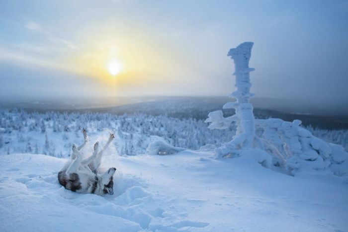 This Is Why Lapland Is The Most Magical Place To Celebrate Christmas