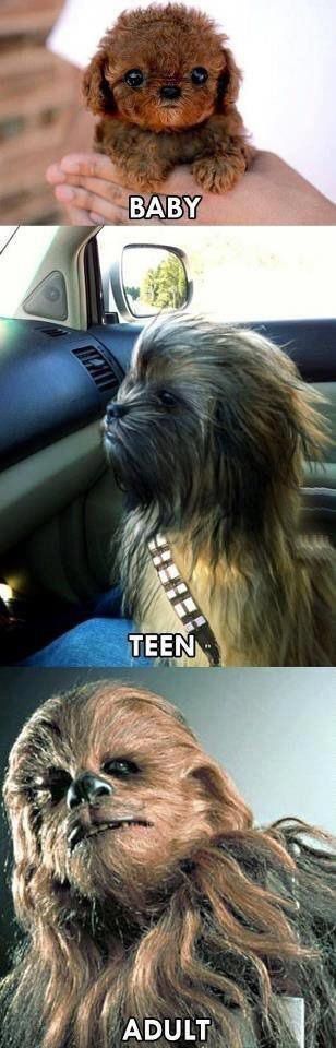Funny Star Wars Pics That Will Instantly Improve Your Day