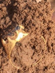 Man Finds Medieval Ring In Robin Hood's Sherwood Forest