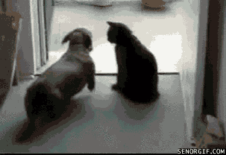 Daily GIFs Mix, part 840