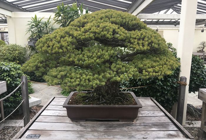 This 391 Year Old Bonsai Tree Survived Hiroshima