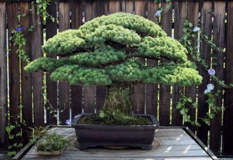 This 391 Year Old Bonsai Tree Survived Hiroshima
