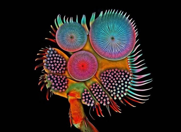 The Most Astonishing Science Photos Of 2016, part 2016