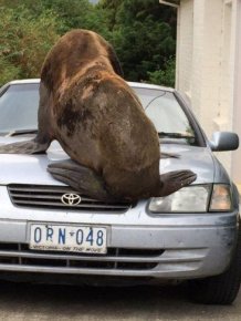 Seal Crushes A Parked Car