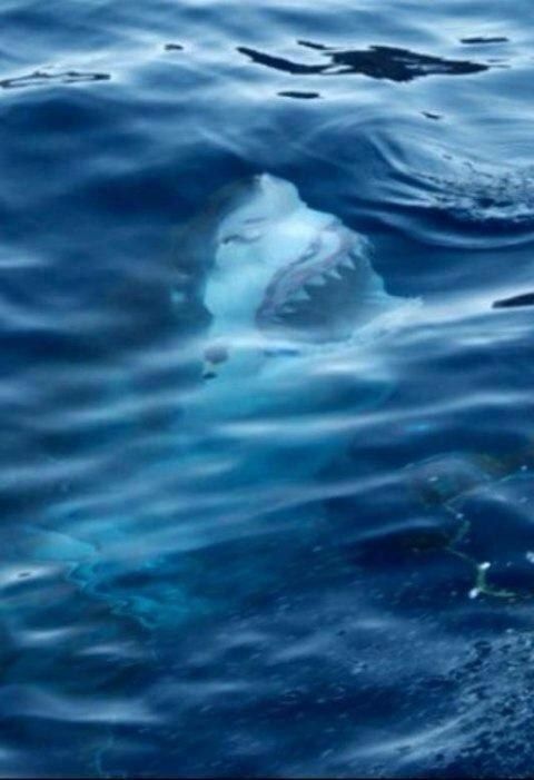 Creepy Sea Photos That Will Give You Thalassophobia