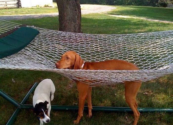 Funny Dog Fails That Will Make You Feel Bad For Laughing