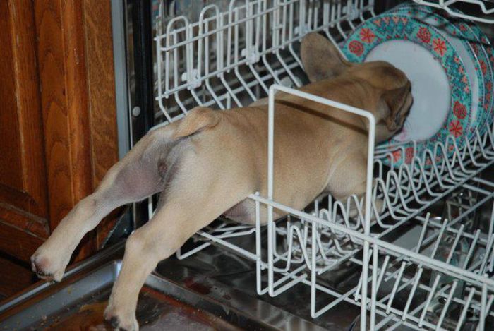Funny Dog Fails That Will Make You Feel Bad For Laughing
