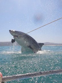 Great White Shark Leaps Out Of The Water And Terrifies Tourists