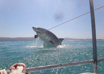 Great White Shark Leaps Out Of The Water And Terrifies Tourists