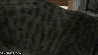 Daily GIFs Mix, part 849
