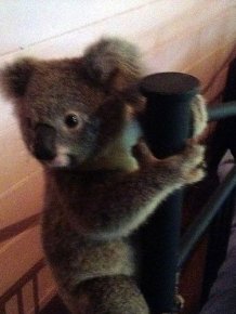 Australian Couple Come Home To Find Baby Koala In Their Room