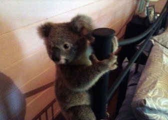 Australian Couple Come Home To Find Baby Koala In Their Room