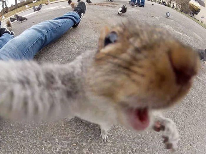 It Looks Like Animals Have Caught The Selfie Virus Too