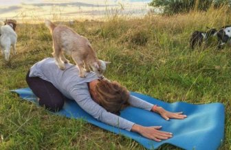 Goat Yoga Is The Latest Craze Among American Women