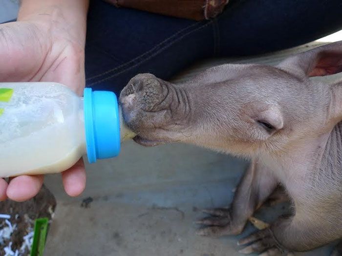 Adopted Baby Aardvark
