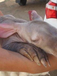 Adopted Baby Aardvark