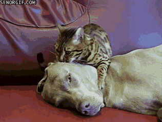 Daily GIFs Mix, part 860