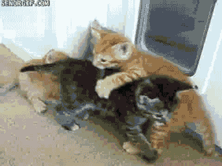 Daily GIFs Mix, part 863