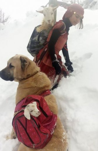 Girl And Her Dog Rescue An Adorable Mom Goat