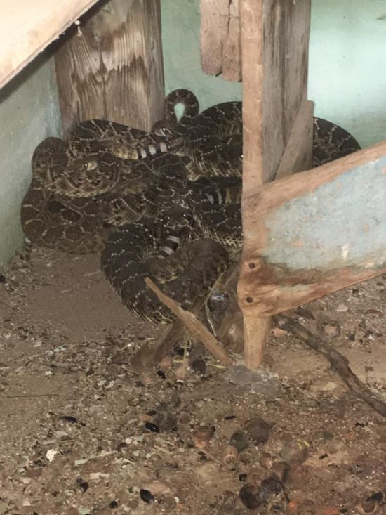Texas Family Discovers 24 Rattlesnakes Living In Their House