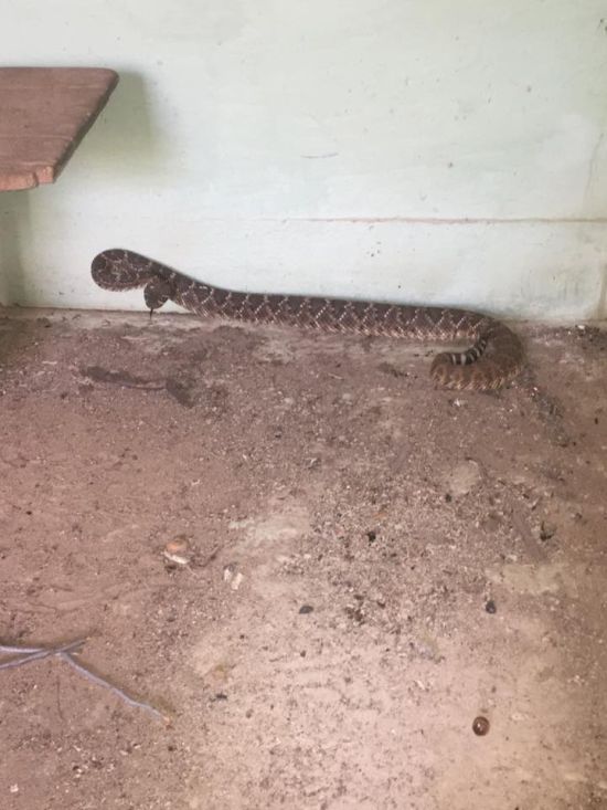 Texas Family Discovers 24 Rattlesnakes Living In Their House