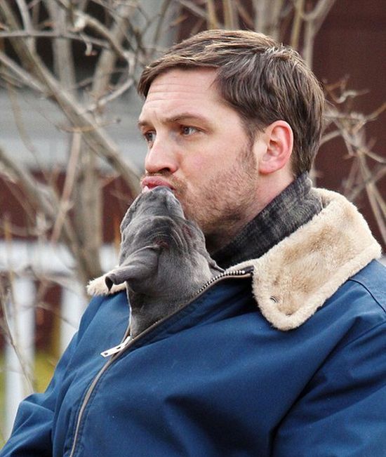 Tom Hardy Really Seems To Love Dogs