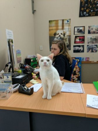 A Shelter Has Been Trying To Find A Home For This Cat For Over A Year
