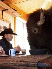 This Texas Couple Has A Bison In Their House
