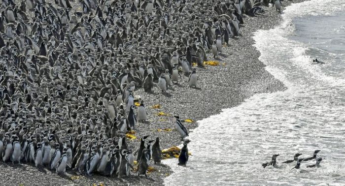 Fish Draw One Million Penguins To Peninsula In Argentina
