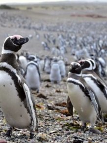Fish Draw One Million Penguins To Peninsula In Argentina